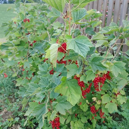 Domacija Blazevc Ziri