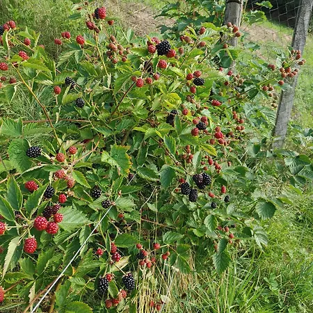 Domacija Blazevc