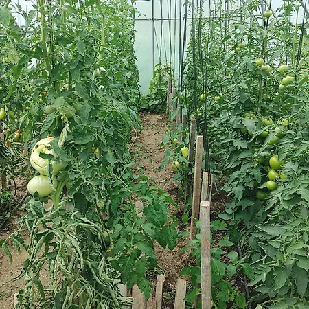 Domacija Blazevc Žiri