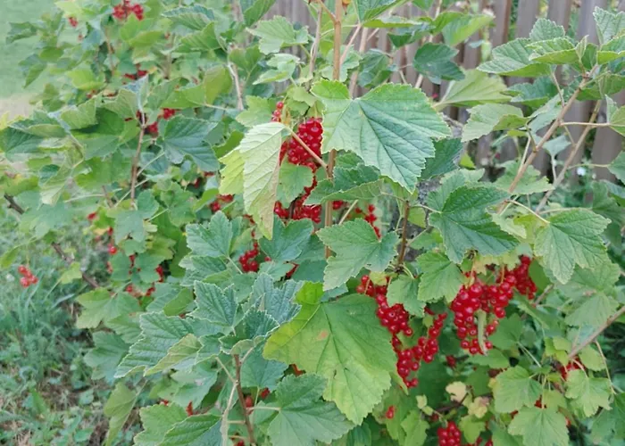 Domacija Blazevc Ziri