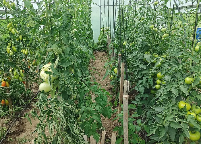 Domacija Blazevc Žiri